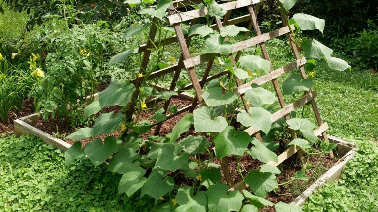 Most Amazing Variety Of Vegetables For A Trellis