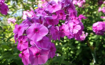 Beautiful Purple Perennial Flowers