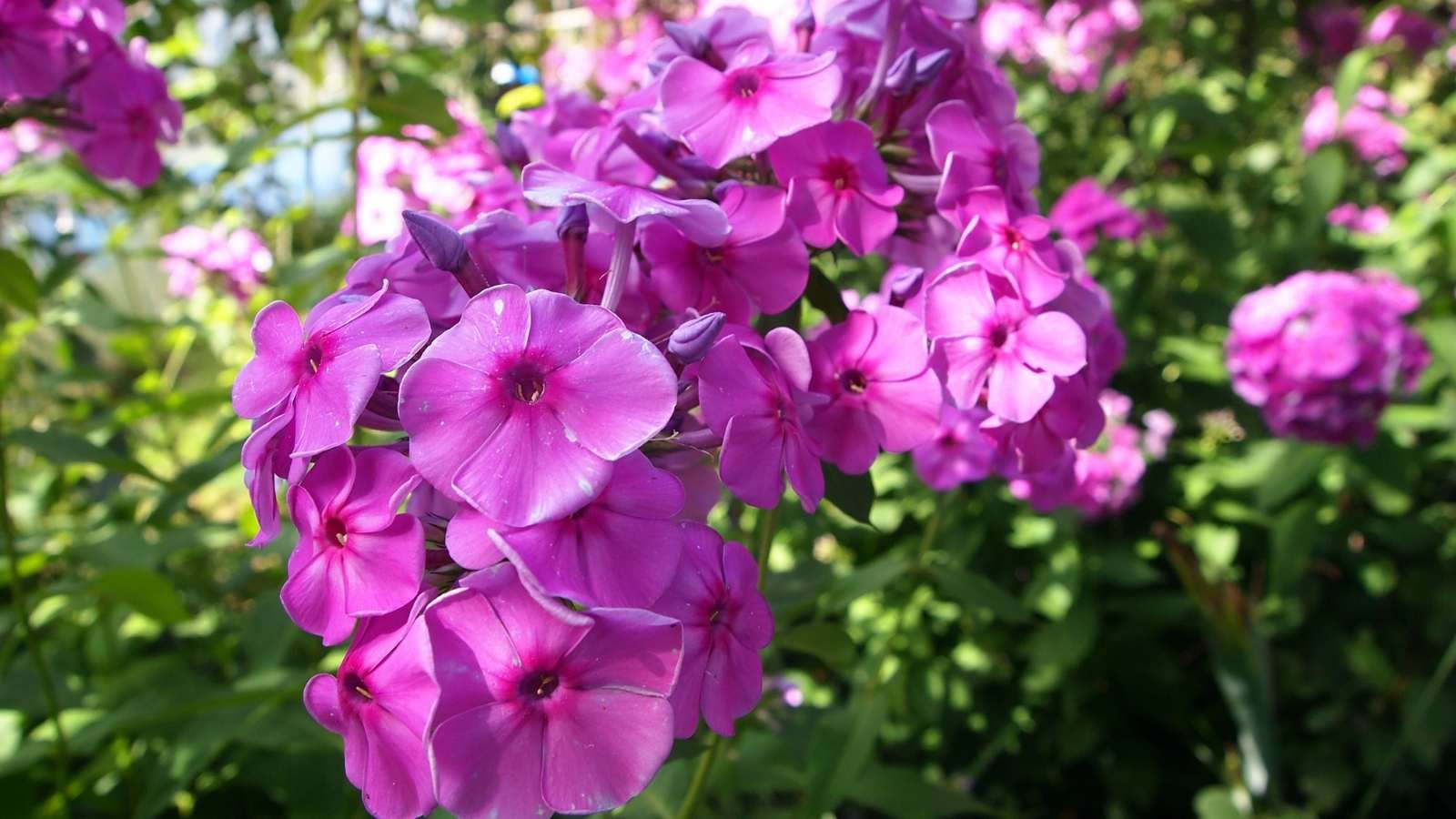 Beautiful Purple Perennial Flowers