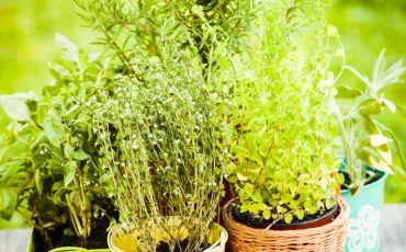 Culinary Herb Garden
