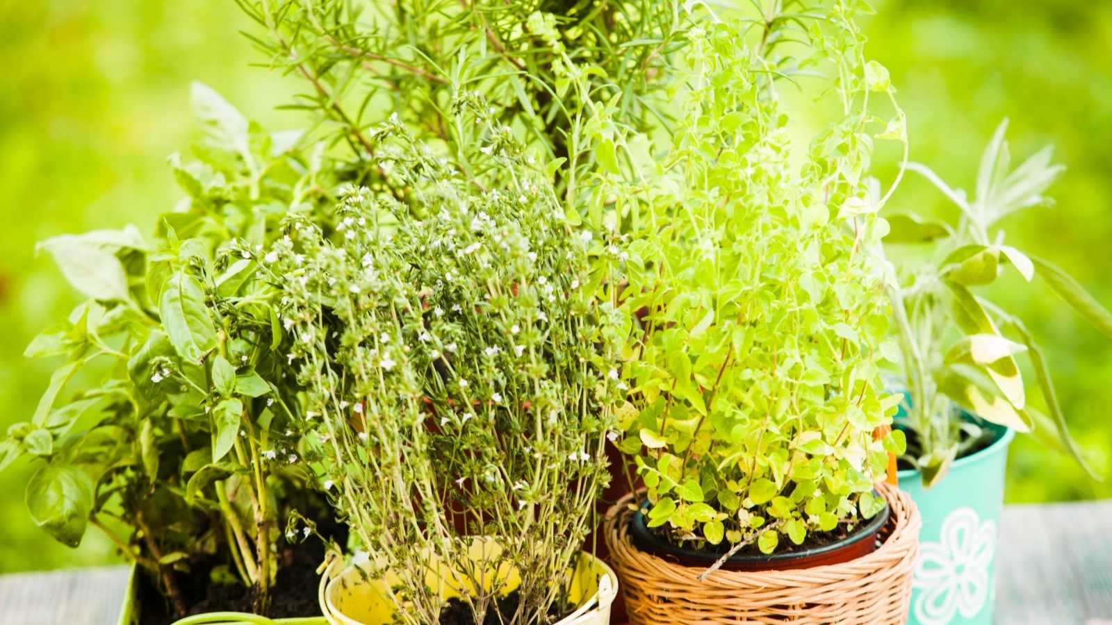 Culinary Herb Garden