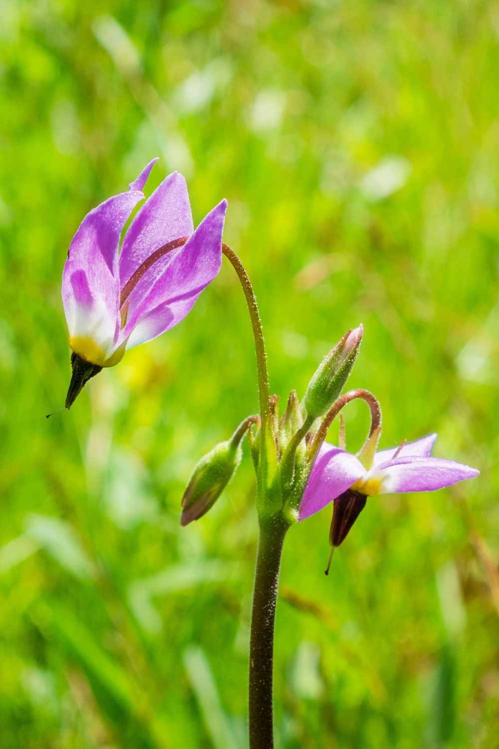 Cyclamen or shooting stars