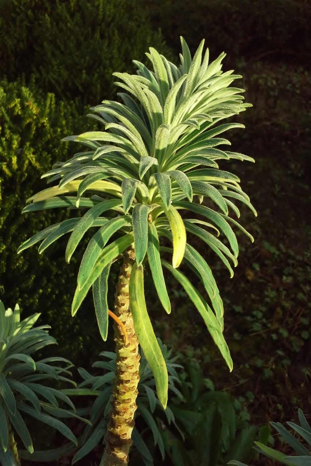 Diamond frost Euphorbia