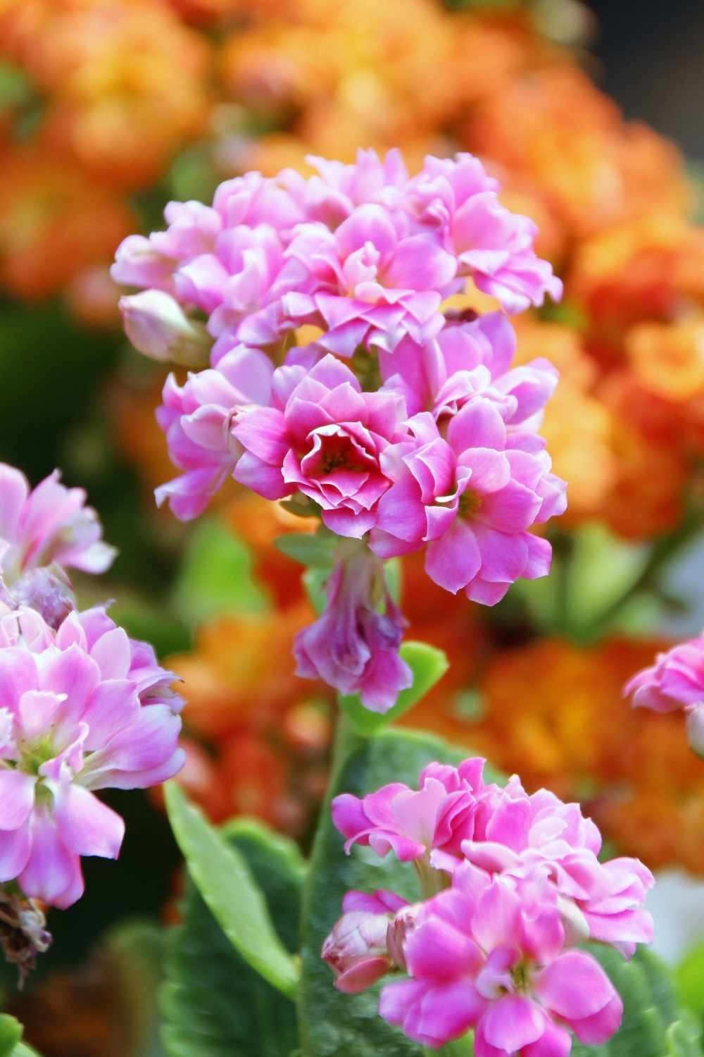 Flaming katy or Kalanchoe blossfeldiana