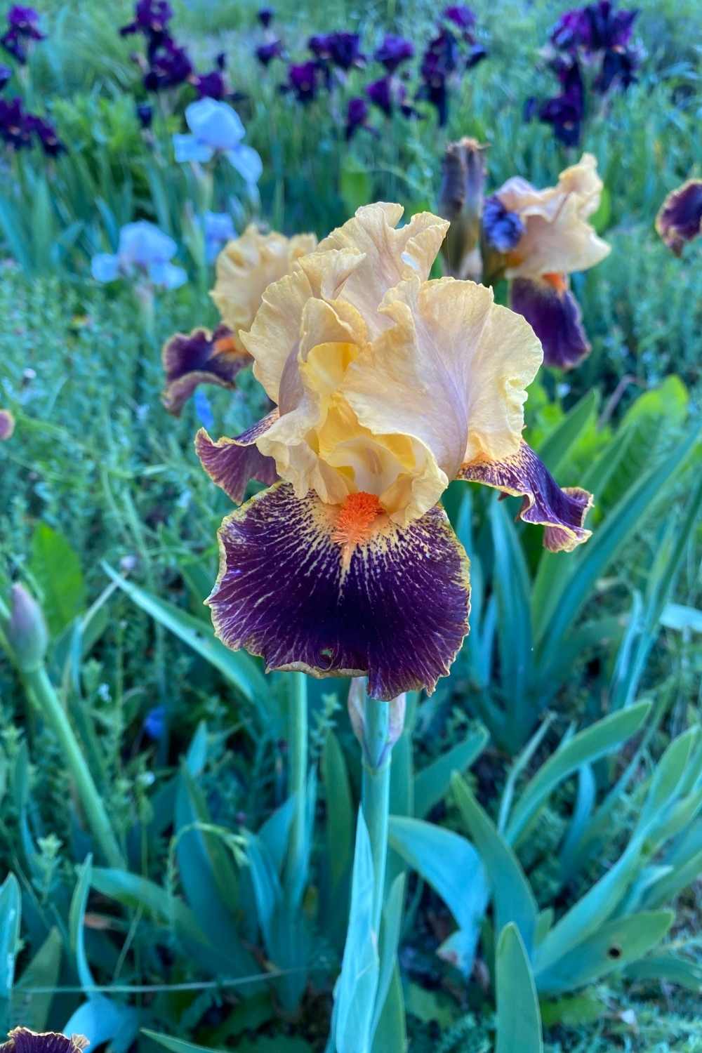 German bearded Iris