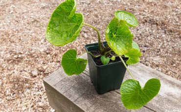 Grow Container Plants For Full Sun