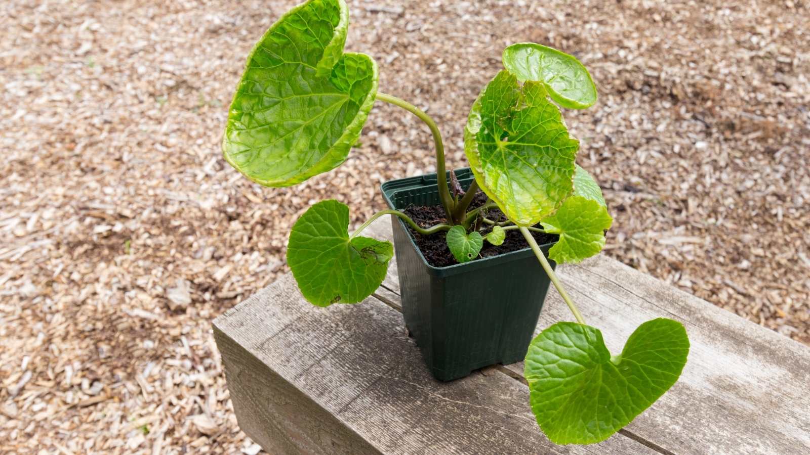 6 Easy To Grow Container Plants For Full Sun