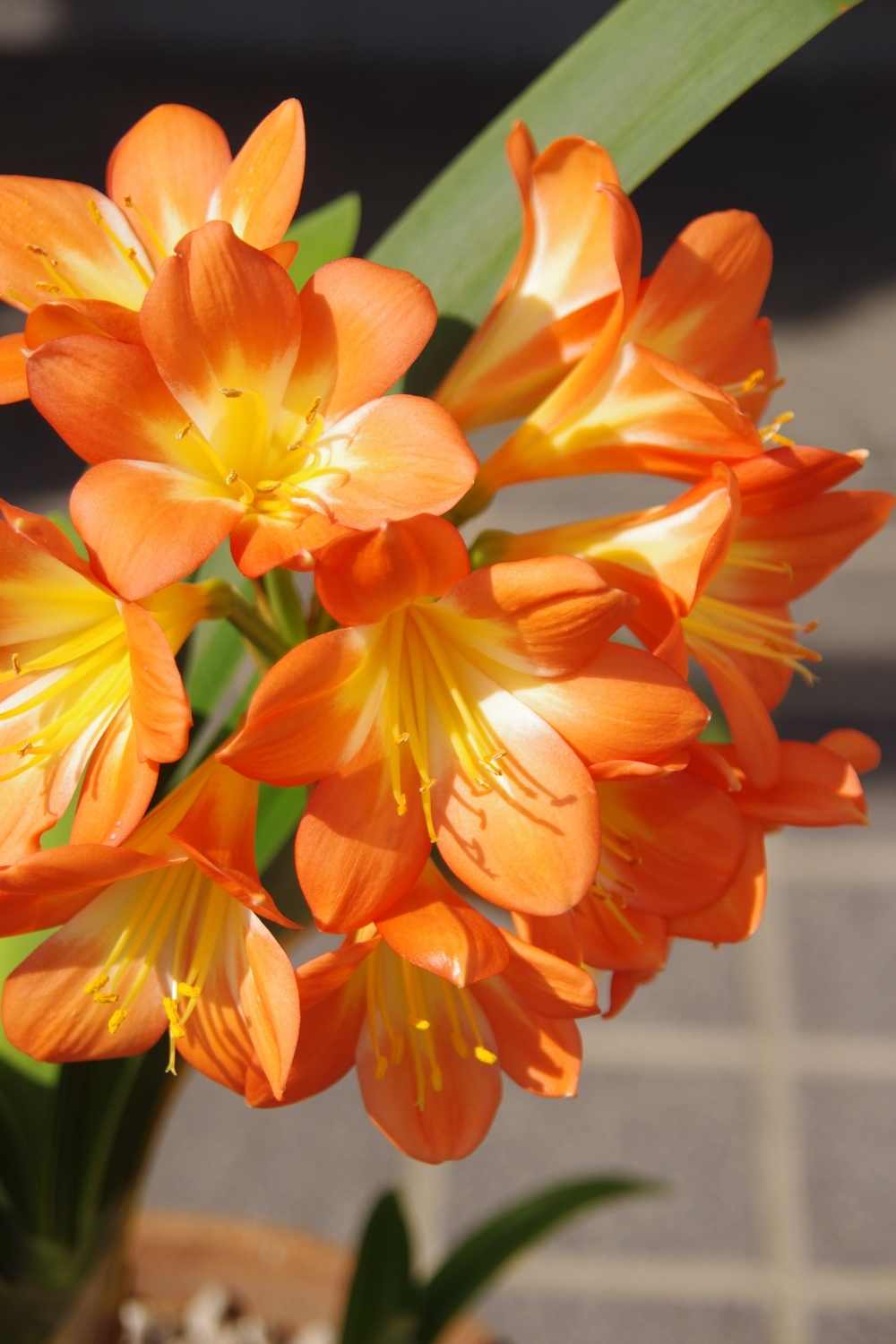 Kaffir lily or Clivia