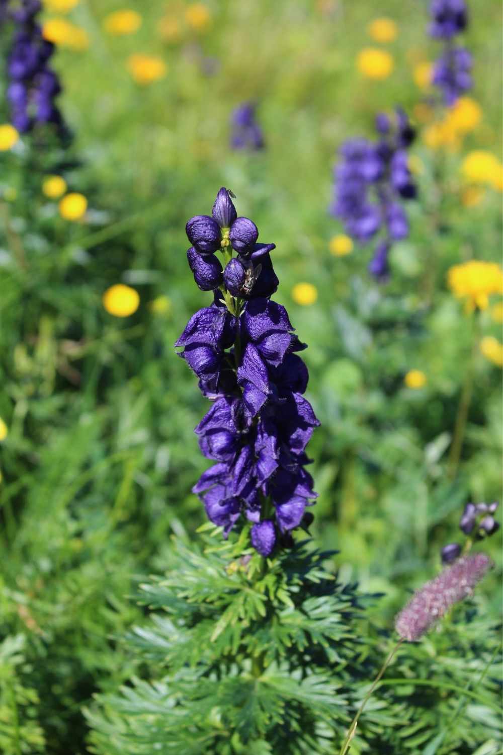 Monkshood
