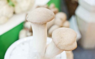 Mushroom Cultivation In India