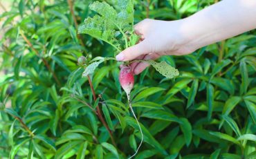 Organic Weed Control Tips For Gardeners
