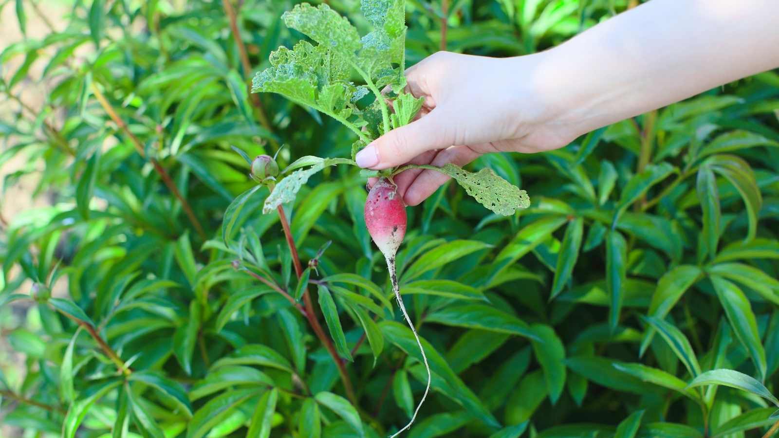 4 Easy, Effective Yet Organic Weed Control Tips For Gardeners