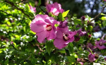Pruning A Rose Of Sharon