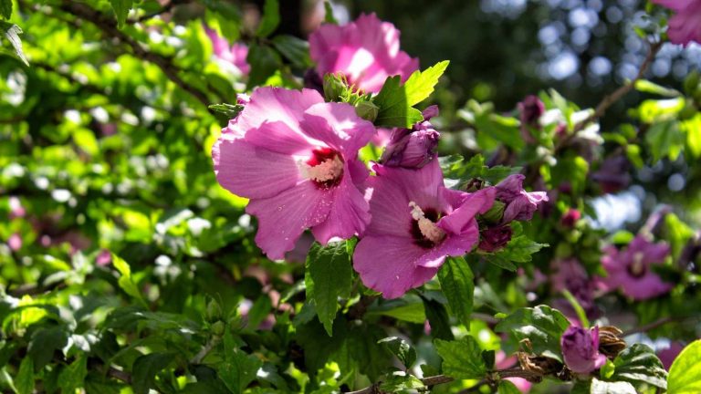 Pruning A Rose Of Sharon