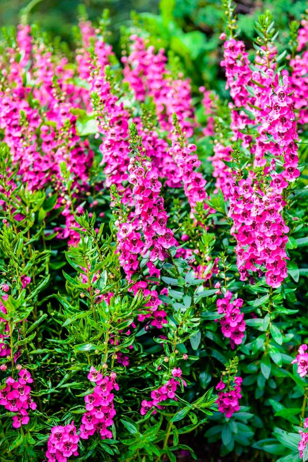 Summer Snapdragon