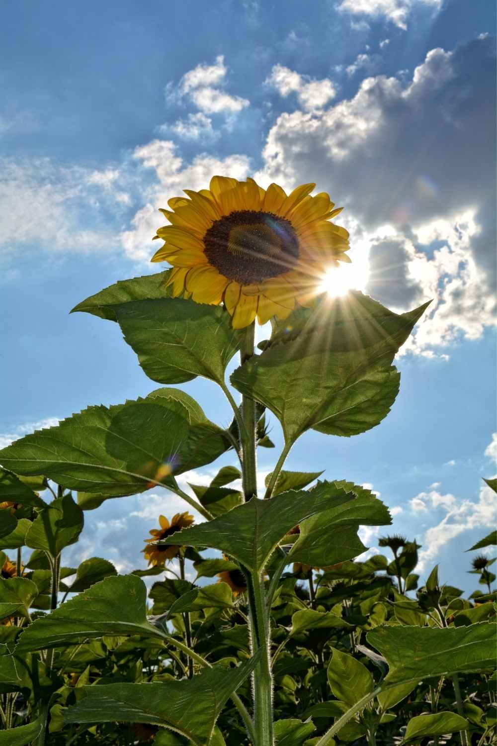 Sunray Sunflower