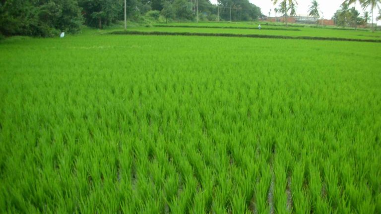 Tips For Successful Organic Farming In India
