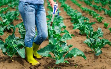 Understanding the concept of Soil pH