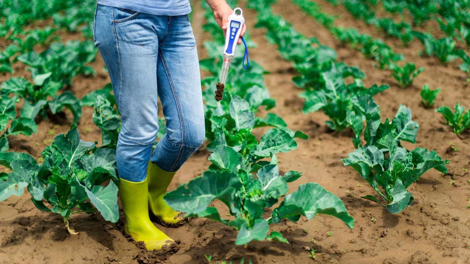 Understanding the concept of Soil pH and its importance