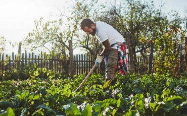 Widespread Organic Farming