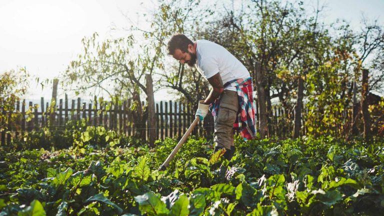 Widespread Organic Farming