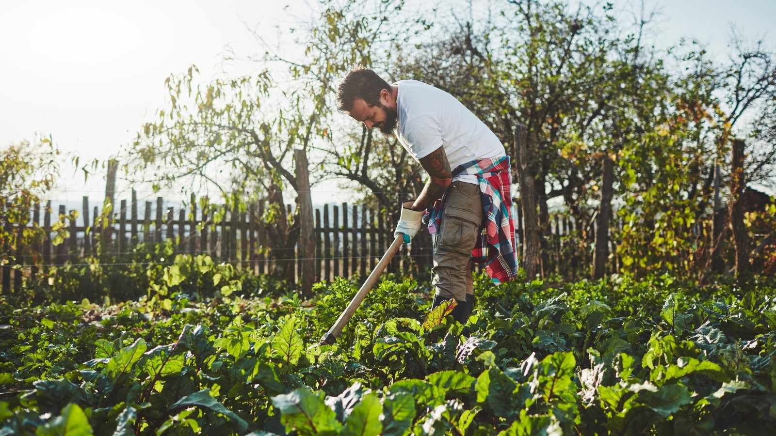 4 Exciting Benefits Of Widespread Organic Farming