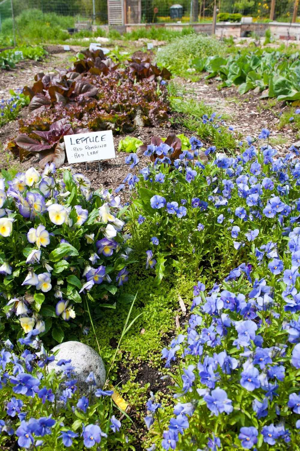 effective organic weed control tips for gardeners