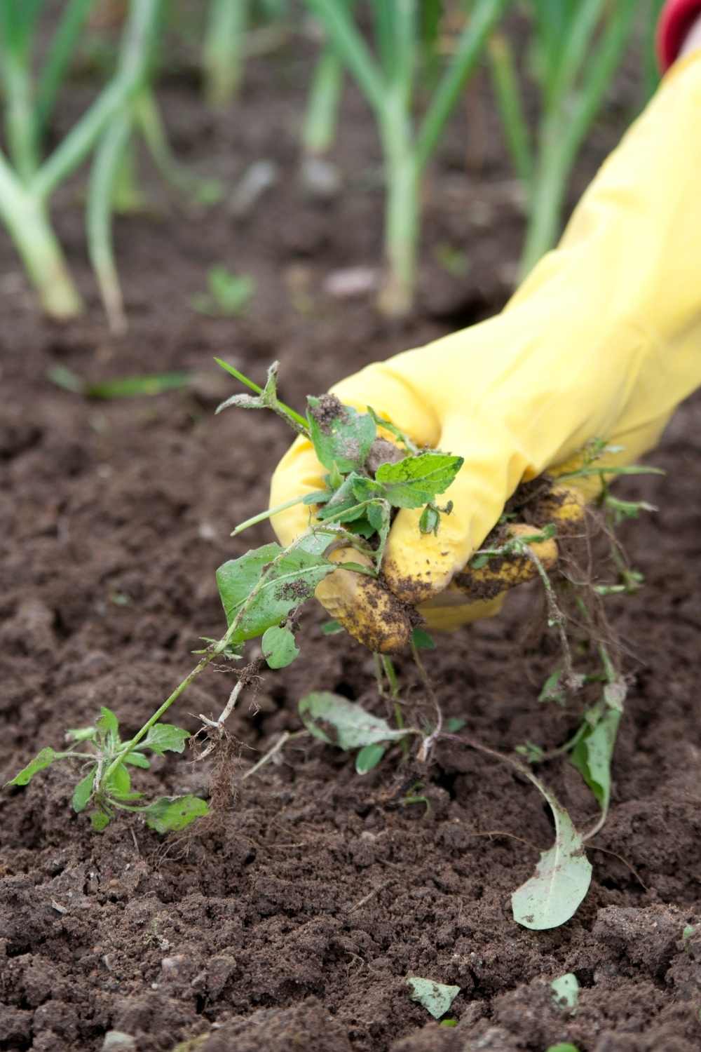 important organic weed control tips for gardeners