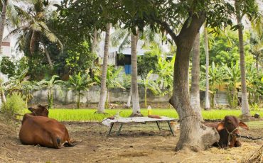 Benefits Of Organic Farming