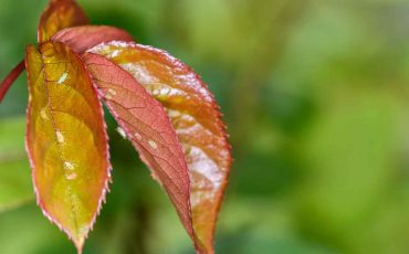 Insect And Pests At The Farms