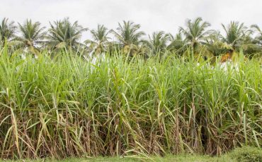 Largest Crop Producing States In India