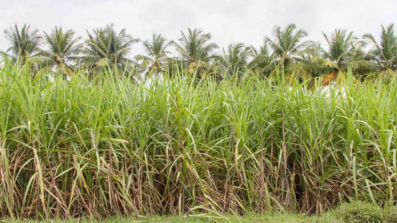Top 3 Largest Crop Producing States In India