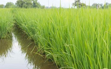 Rice Transplanters Found In India