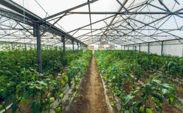 Green Houses To Escape The Weather Irregularities