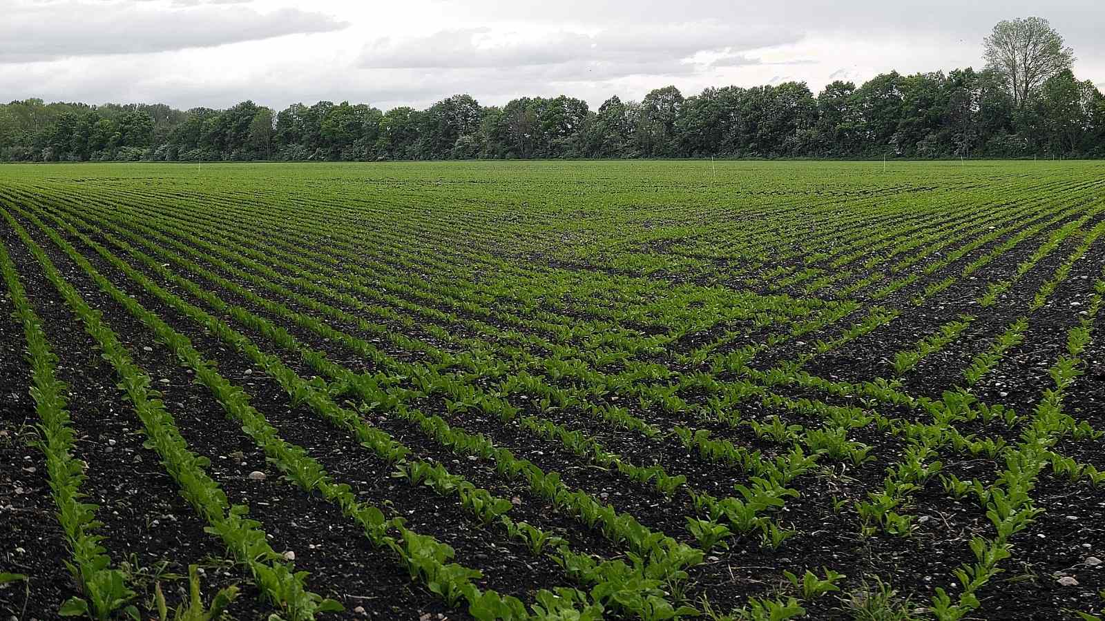 Increase The Fertilizer Efficiency On The Farm Land