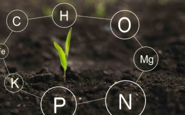 Macro Nutrients in the Plants