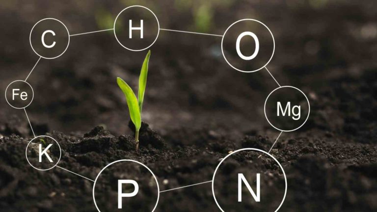 Macro Nutrients in the Plants