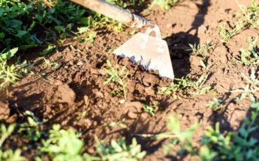 Precision hoeing is the new weed control measure in the fields