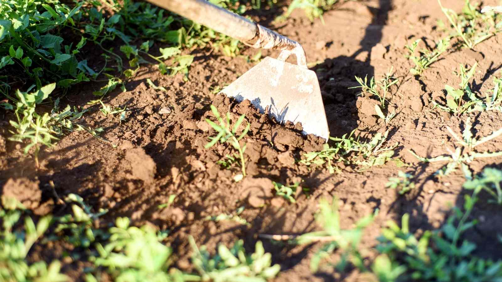 Cutting down the weed menace with the help of precision hoeing