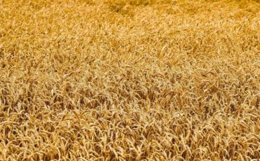 Promote High Winter Wheat Yield