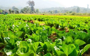 Start Vegetable Farming