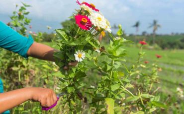Sustainability In The Farms Can Be Increased