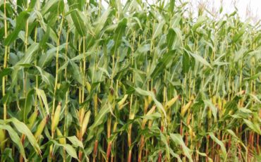 The Most Profitable Farming in India at Present