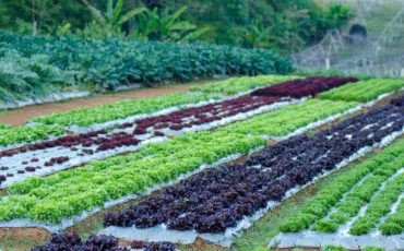 To Understand the Organic Farming More Closely