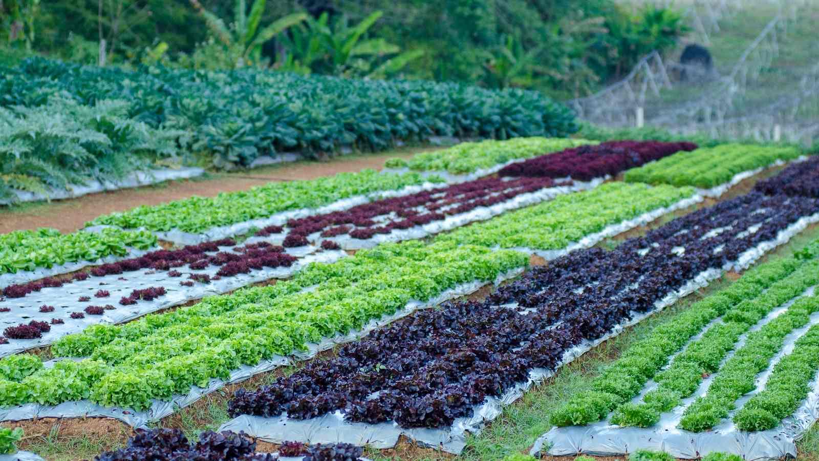 To Understand the Organic Farming More Closely