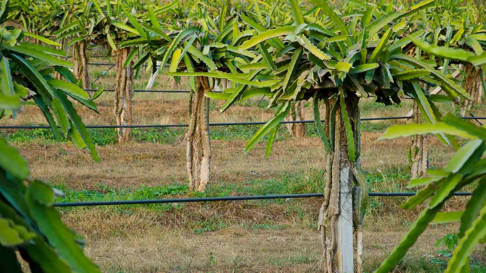 Amazing Facts Of Dragon Fruit Farming All Across India