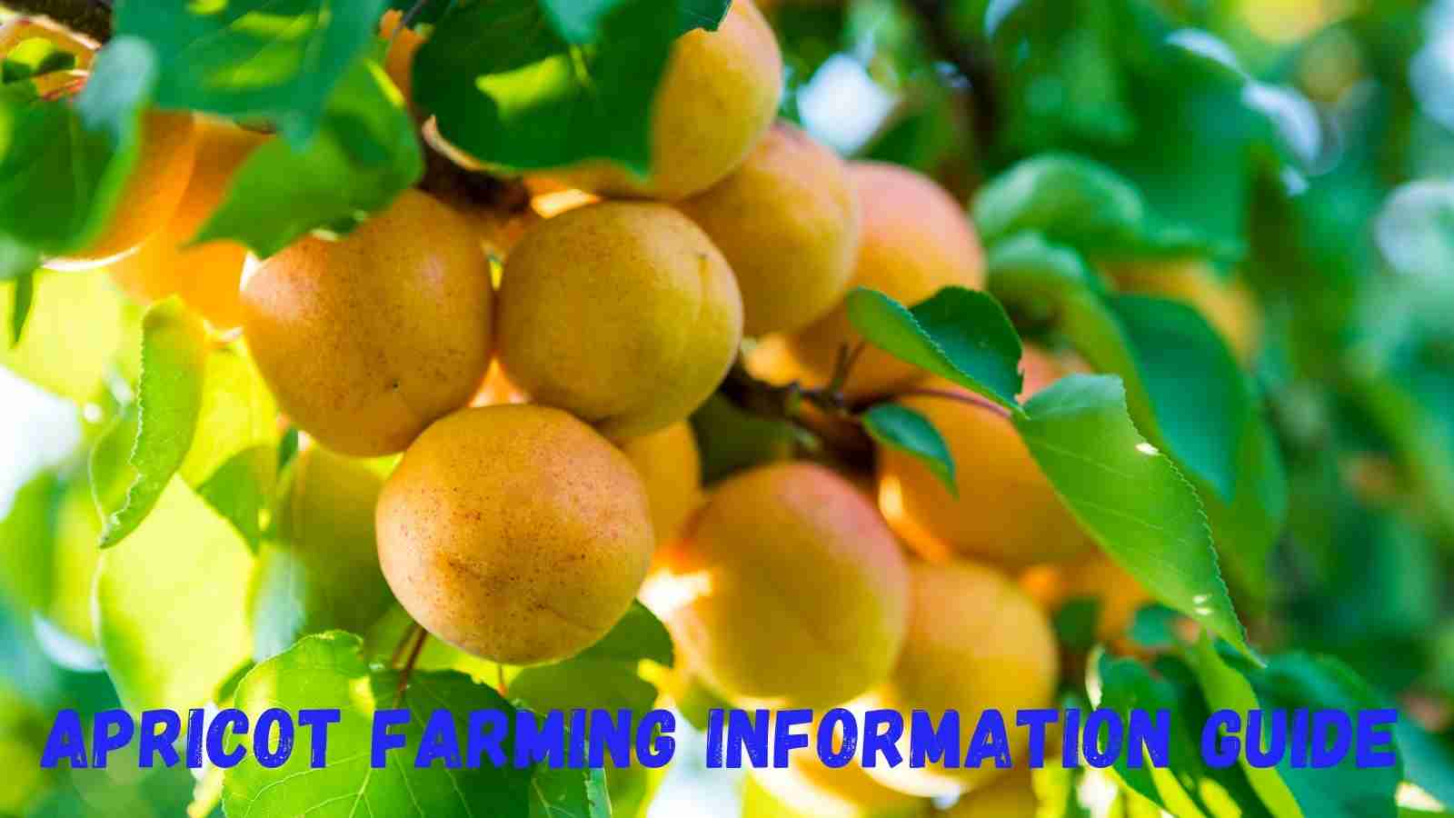 What Are The Most Important Tips Of Apricot Farming All Across India?
