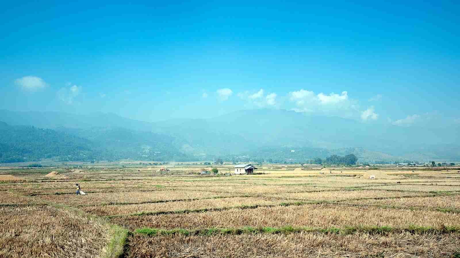 What Are The 3 Finest Facts Of Rajma Farming All Across India?