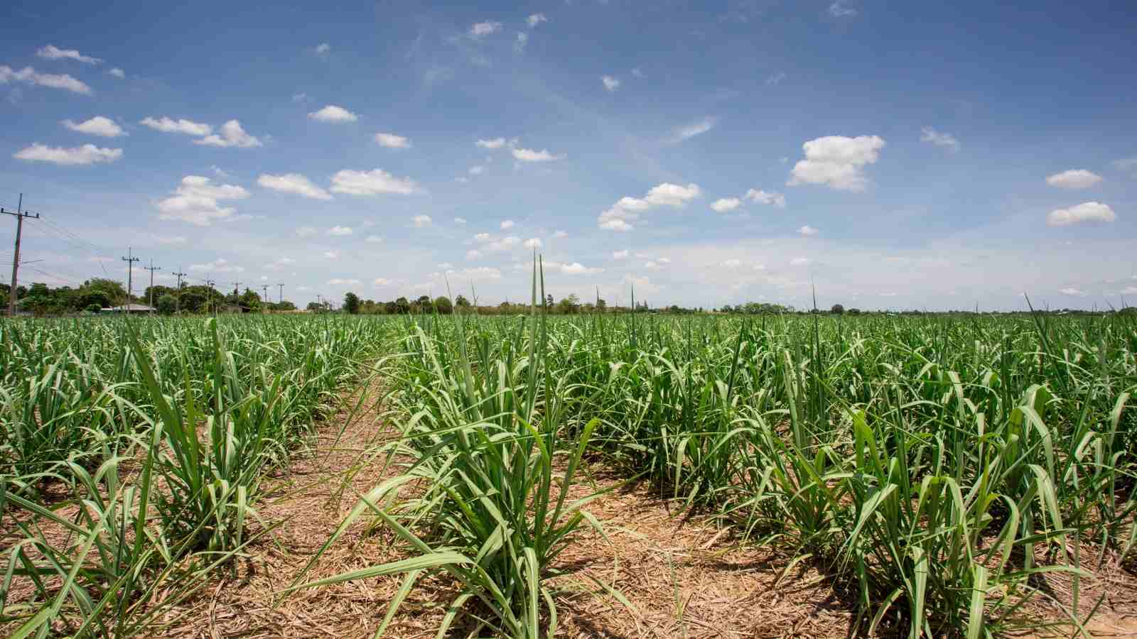 What Are The 4 Finest Facts Of Sugarcane Farming All Across India?