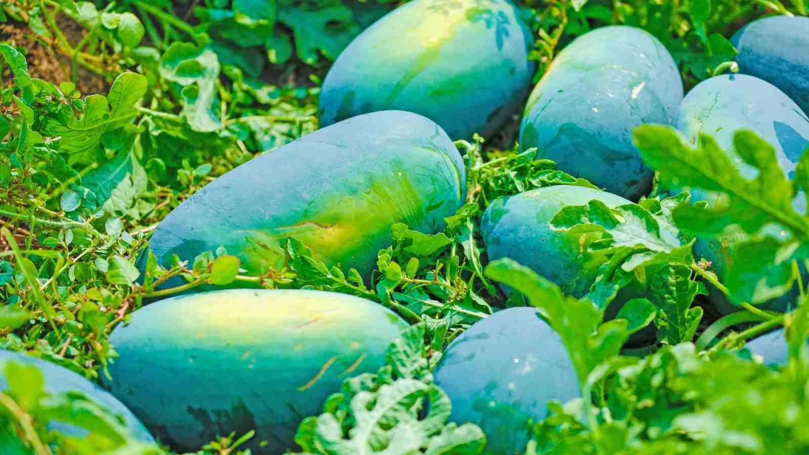 Facts Of Watermelon Farming All Across India